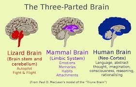 The Triune Brain